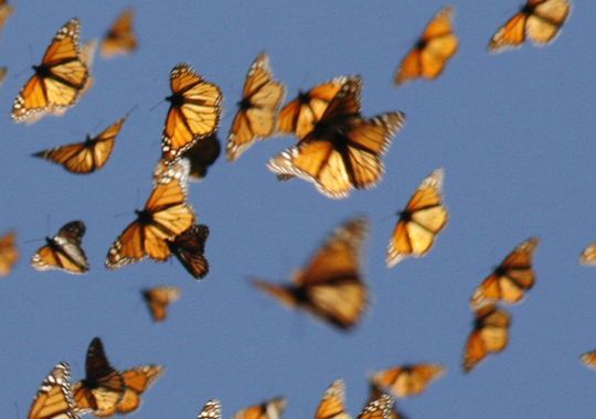 A swarm of white butterflies on a sunny day on Craiyon