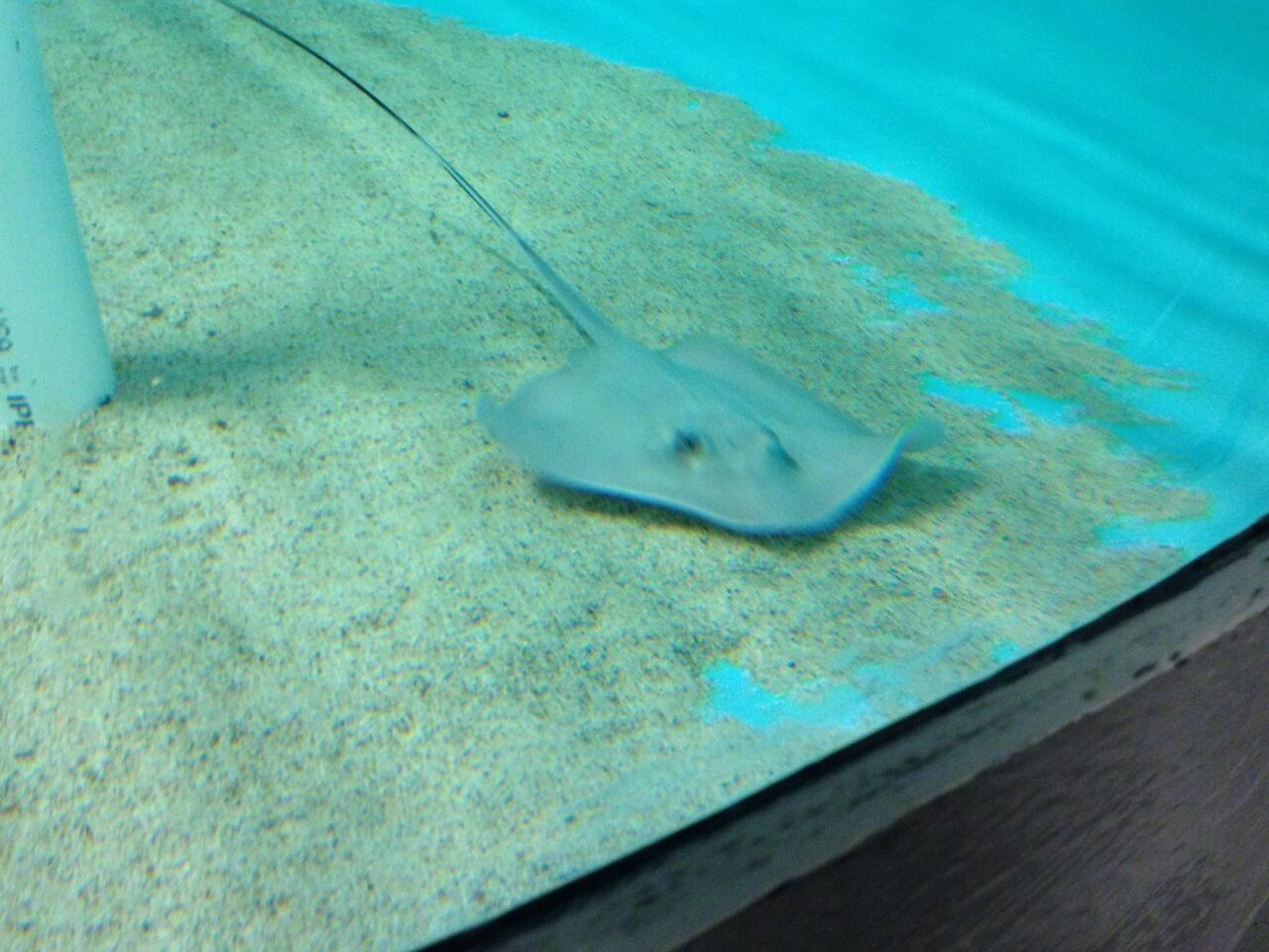 Sunshine Coast Stingray Pups Named Cookies And Cream