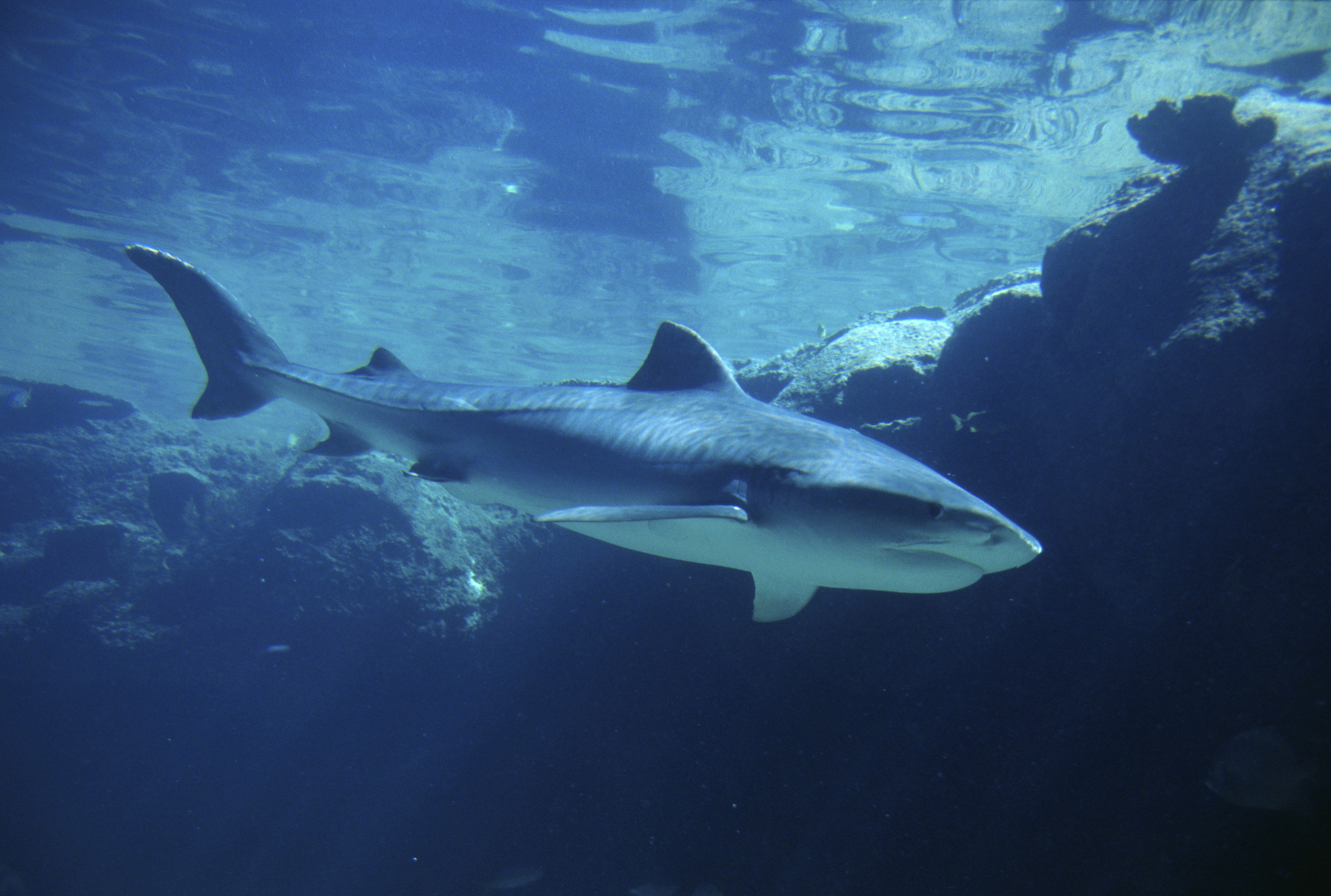 Sheng's Daily: How Can You Help Sharks Fight Cancer?