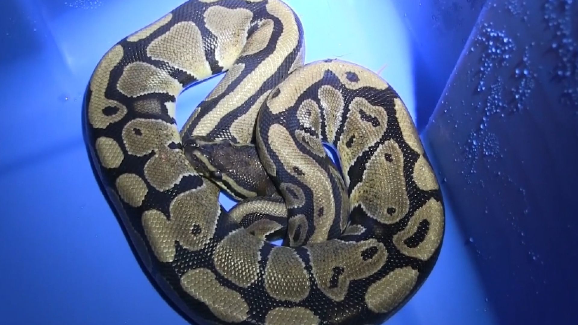 wcnc.com | Woman finds python while doing laundry