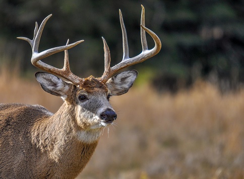 Incurable and deadly disease discovered for the first time in Fairfax Co. deer