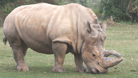 NC Zoo loses 41-year-old rhinoceros to illness | wcnc.com