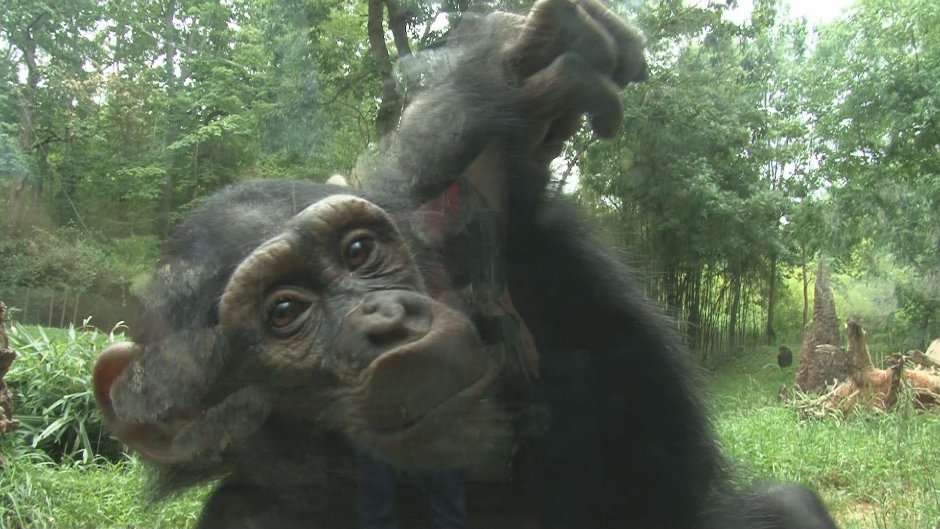 NC Zoo looks ahead to expansion plan | wcnc.com